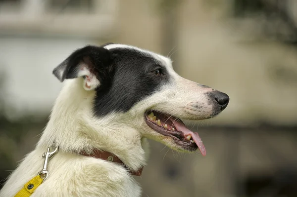 Cão branco com manchas pretas na natureza — Fotografia de Stock