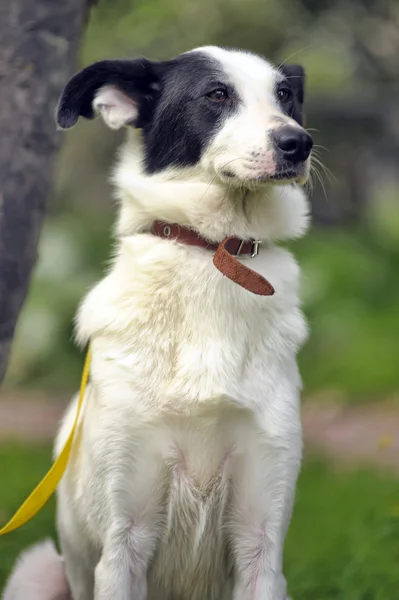 Белая собака с черными пятнами на природе — стоковое фото