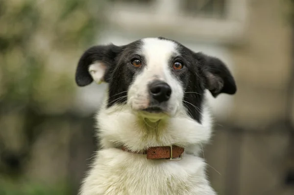 Chien blanc avec des taches noires sur la nature — Photo