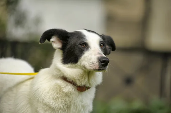 Witte hond met zwarte vlekken op de aard — Stockfoto