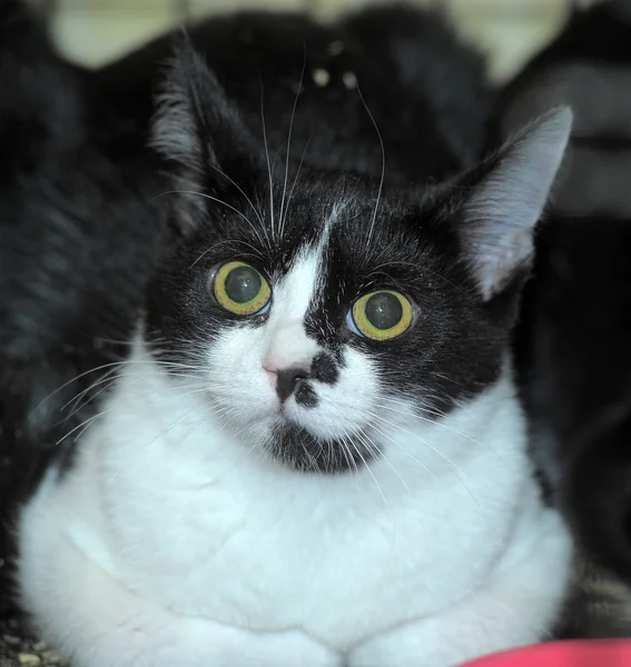 Schwarz-weiße Katze auf einem Sofa — Stockfoto