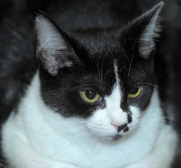Schwarz-weiße Katze auf einem Sofa — Stockfoto