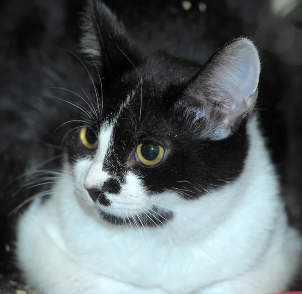 Gato preto e branco em um sofá — Fotografia de Stock