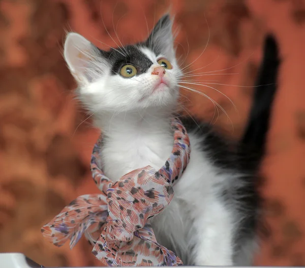 Roliga svartvit kattunge med en rosett på hennes hals — Stockfoto