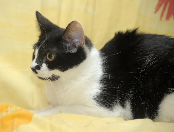 Gato preto e branco em um sofá — Fotografia de Stock