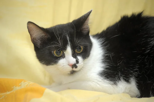 एक सोफा पर काले और सफेद बिल्ली — स्टॉक फ़ोटो, इमेज