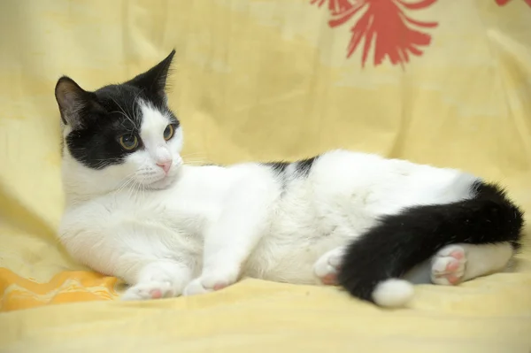 Gato preto e branco em um sofá — Fotografia de Stock