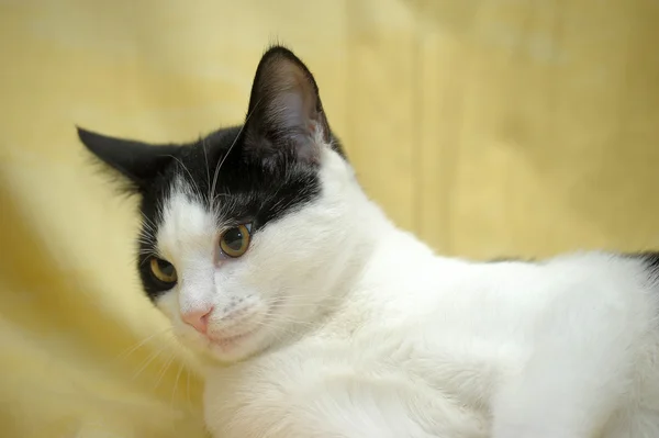 Black and white cat on a sofa — Stock Photo, Image