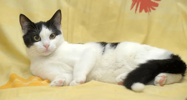 Черно-белый кот на диване — стоковое фото