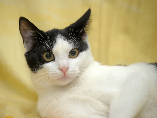 Schwarz-weiße Katze auf einem Sofa — Stockfoto