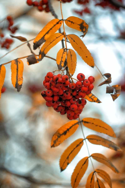 Ein Bündel Ebereschen auf einem Ast im Herbst — Stockfoto