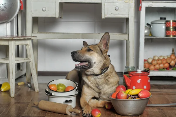 Cão chef na cozinha — Fotografia de Stock