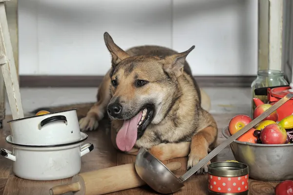 Cão chef na cozinha — Fotografia de Stock