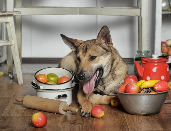 Chef chien dans la cuisine — Photo