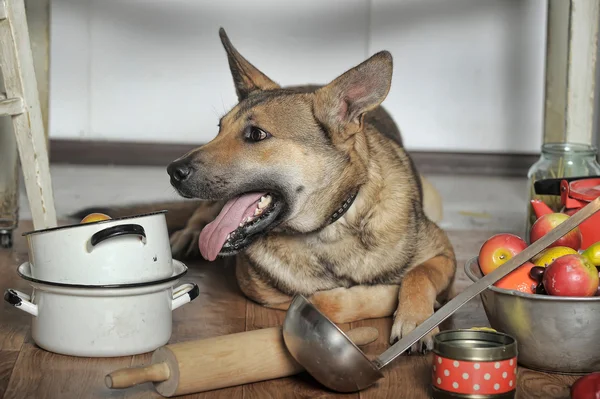 台所で犬のシェフ — ストック写真