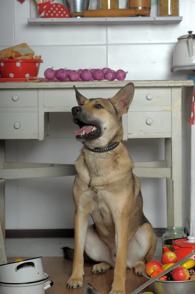 Cão chef na cozinha — Fotografia de Stock