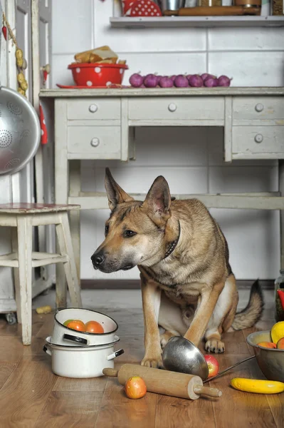 台所で犬のシェフ — ストック写真