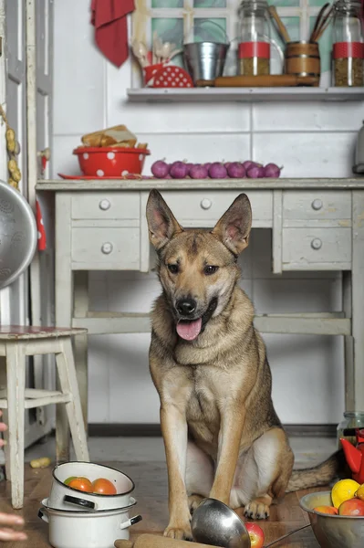 台所で犬のシェフ — ストック写真