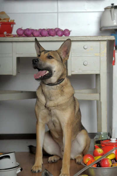 台所で犬のシェフ — ストック写真