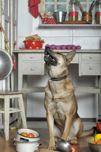 Cão chef na cozinha — Fotografia de Stock