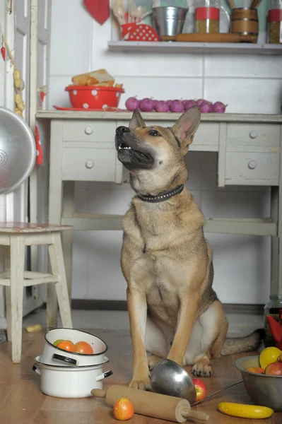 Cão chef na cozinha — Fotografia de Stock