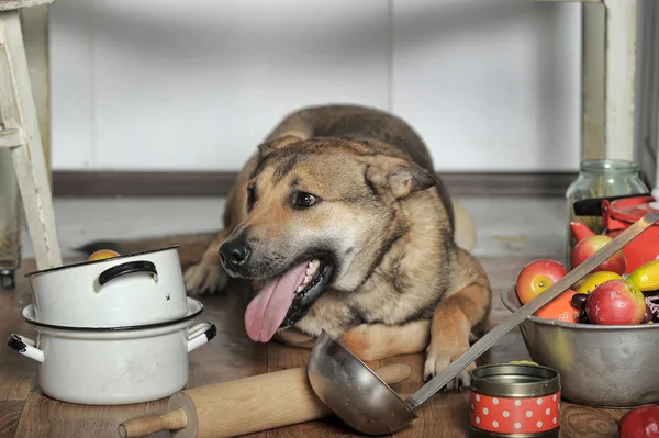 Chef chien dans la cuisine — Photo