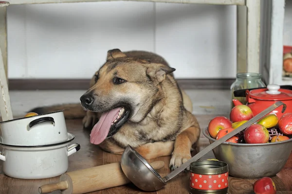 台所で犬のシェフ — ストック写真