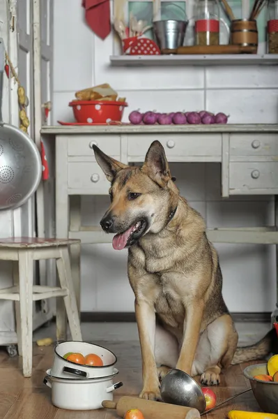 台所で犬のシェフ — ストック写真