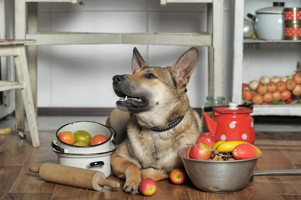 Cão chef na cozinha — Fotografia de Stock
