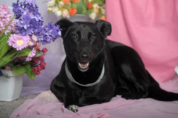 Elegante cane nero su uno sfondo di fiori — Foto Stock