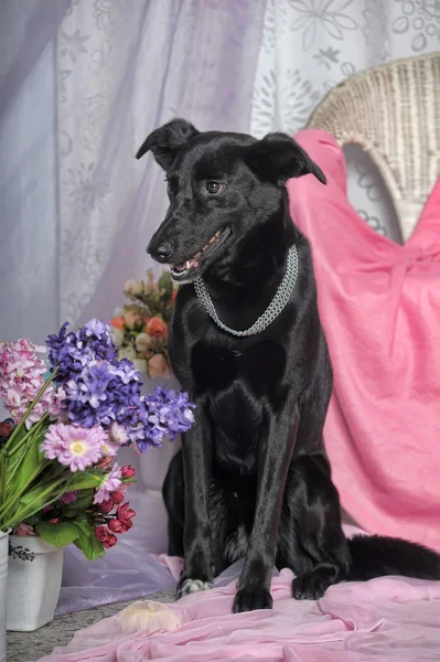 花の背景にエレガントな黒犬 — ストック写真