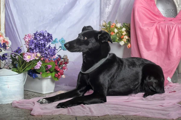 Elegantní černý pes na pozadí květin — Stock fotografie