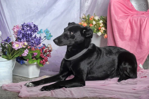 Элегантная чёрная собака на фоне цветов — стоковое фото