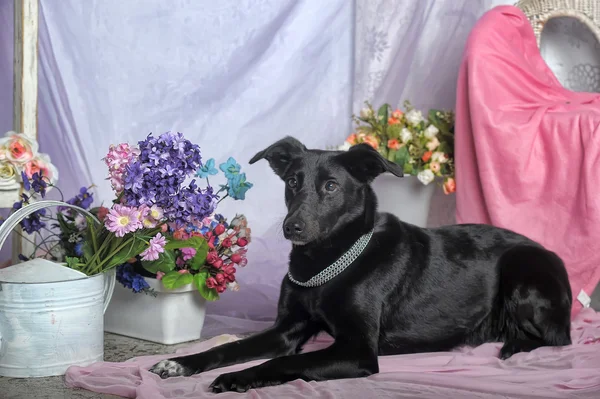 Elegant svart hund på en bakgrund av blommor — Stockfoto