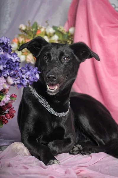 Elegant svart hund på en bakgrund av blommor — Stockfoto