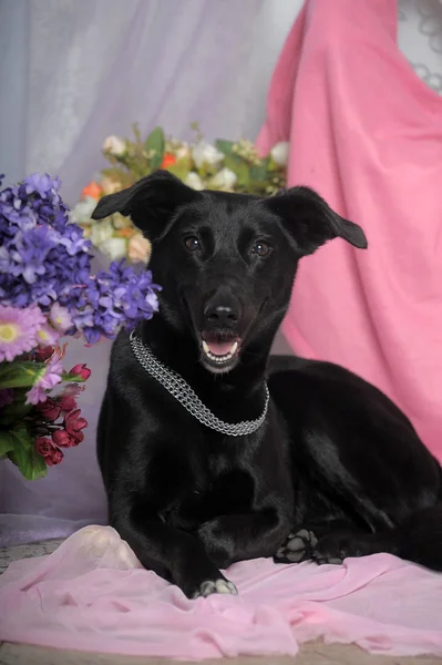 Elegante perro negro sobre un fondo de flores —  Fotos de Stock