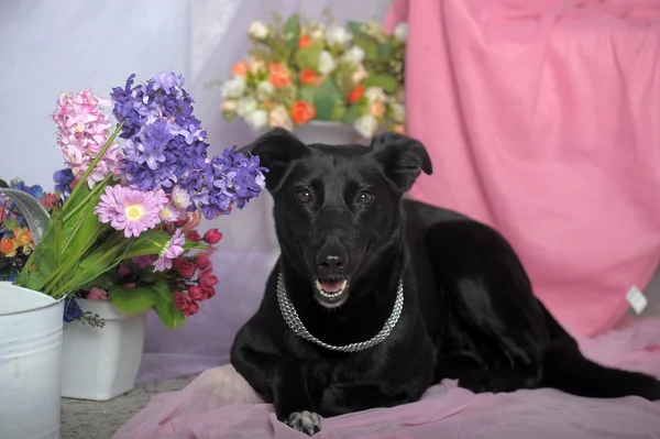 Elegante perro negro sobre un fondo de flores — Foto de Stock
