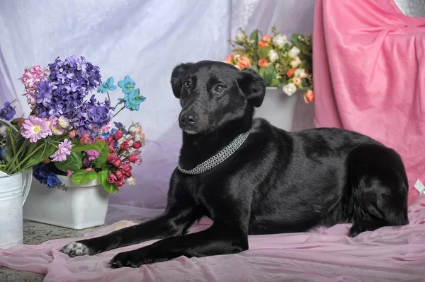 Elegant svart hund på en bakgrund av blommor — Stockfoto