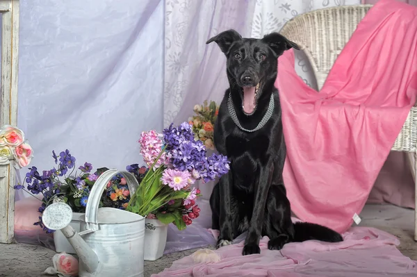 꽃의 배경에 우아한 검은 개 — 스톡 사진