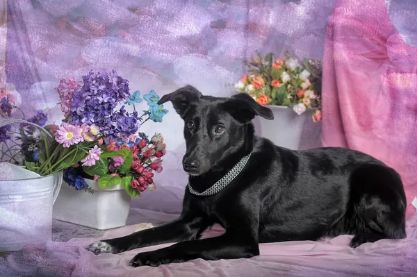 Elegante perro negro sobre un fondo de flores —  Fotos de Stock