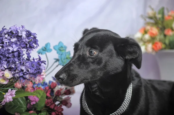 Elegante cane nero su uno sfondo di fiori — Foto Stock