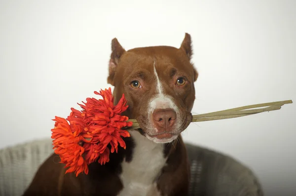 Perro San Valentín con flores rojas — Foto de Stock