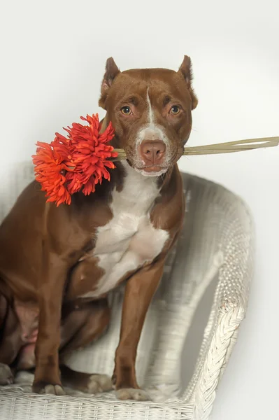Valentýn psa s červenými květy — Stock fotografie