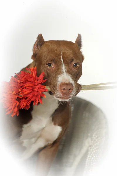 Perro San Valentín con flores rojas — Foto de Stock