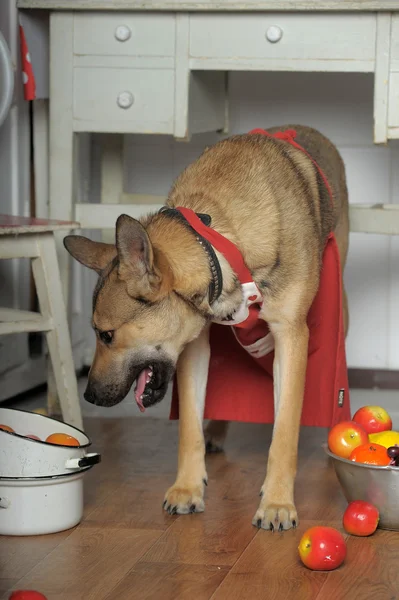 台所で犬のシェフ — ストック写真