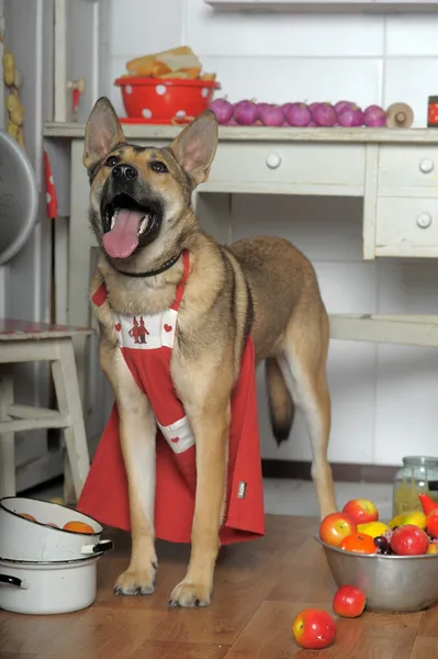 Dog chef in the kitchen — Stock Photo, Image