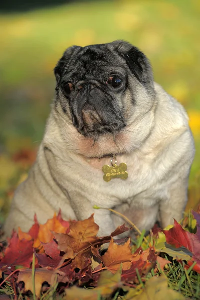 Собака-мопс сидит среди осенних листьев — стоковое фото