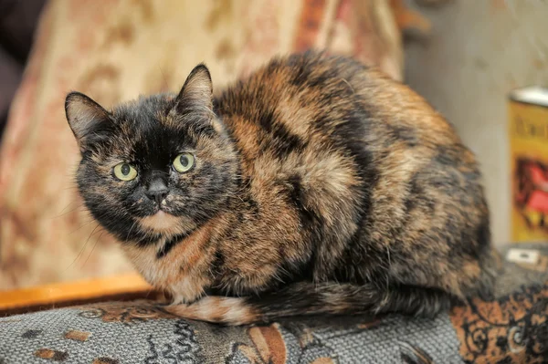 Tortoiseshell cat sits — Stock Photo, Image