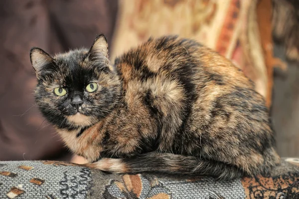 Schildpatt-Katze sitzt — Stockfoto