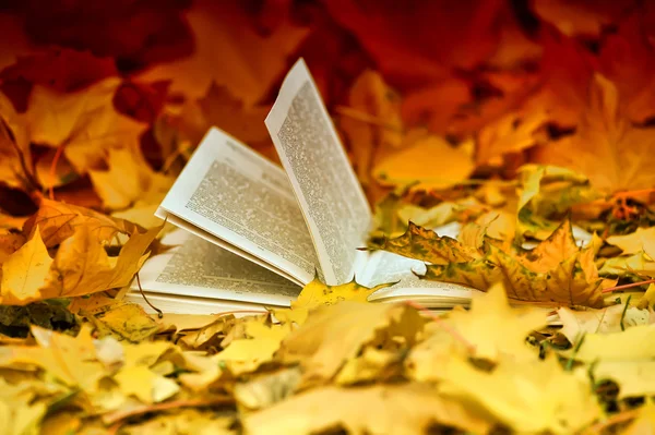 Book and autumn leaves — Stock Photo, Image